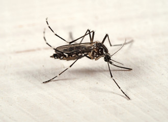 Macro Photo of Yellow Fever Mosquito on The Floor