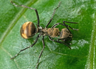 Macro Photo of Golden Weaver Ant on Green Leaf
