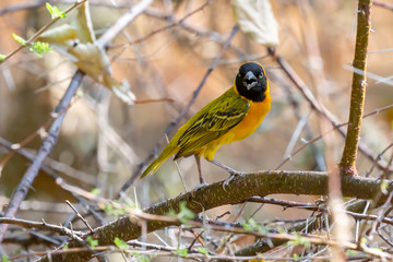 Golden weaver bird