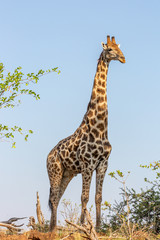 Tall giraffe