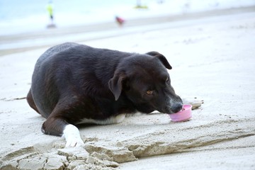 Homeless dog, dog eating and eating looking at camera on the sand beach, Relaxed dog, Space for text in template