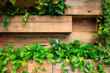 Green plants decorate on wood wall