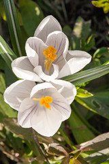 Fototapeta premium two white snowdrop spring flower closeup view
