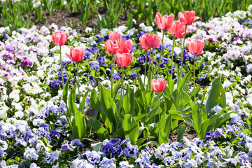 flowerbed with red tulips, white and blue pansies in spring park closeup view