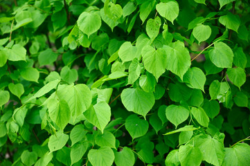 Fototapeta na wymiar Fresh lime leaves in spring.