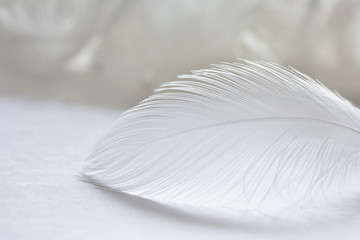 White feather of seagull