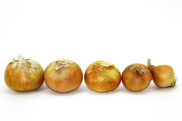 Onion, five pieces, lies in a row in size on a white background