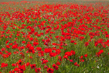 Obraz premium Champ de coquelicots au printemps