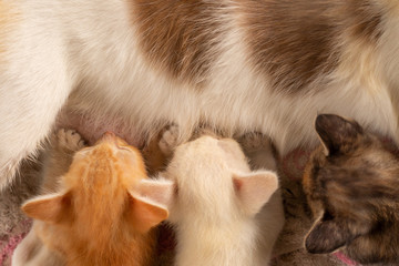Three Thai kittens eating milk