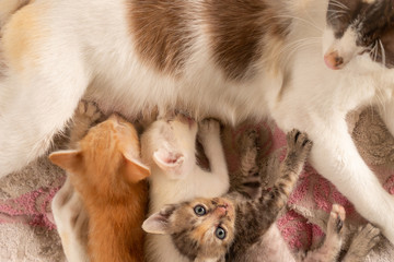 Three Thai kittens eating milk