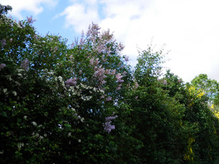 Fototapeta na wymiar Late May hedgerow in Southern Denmark
