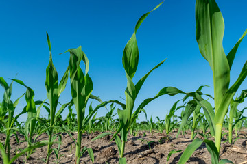 Young corn in summer