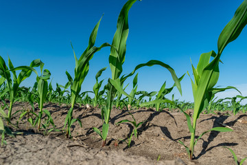 Young corn in summer