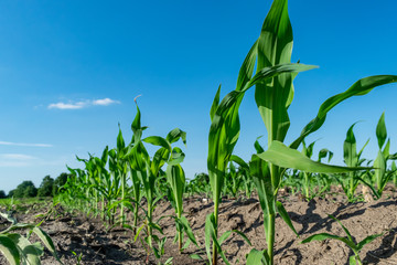 Young corn in summer