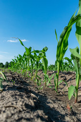 Young corn in summer