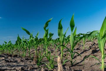 Young corn in summer