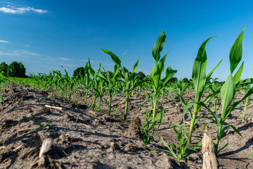 Young corn in summer