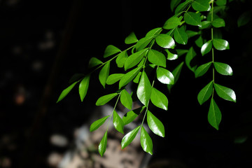 green branch and leaves in dark background