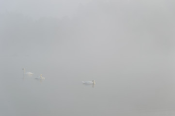 swan