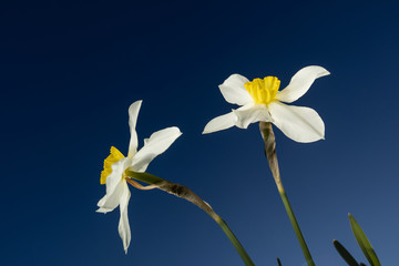 Fototapeta na wymiar White-yellow daffodils against a bright blue cloudless sky. The concept of summer bloom. Background image, minimalism.