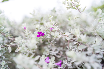 Fototapeta premium sage plant or barometer brush or ash plant in the garden