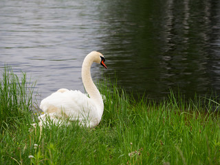 Obraz premium White swan standing in a green grass near water and watching the area with high-stretched neck.