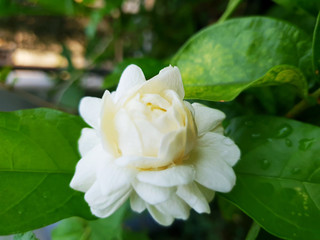  Jasmine