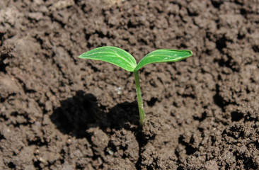 Cucumber sprout