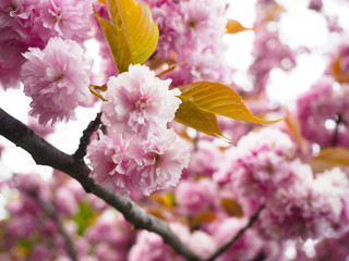 Beautiful cherry blossoms attract tourists in Japan.