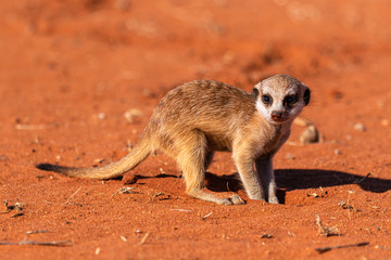 Erdmännchen (Suricata suricatta)