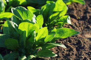 Fresh organic leaves of spinach in the garden