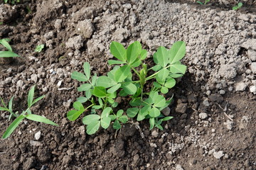 落花生の栽培、6月の苗