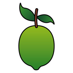 citrus fresh lemon on white background