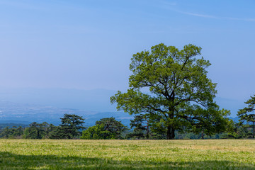 Fototapeta premium 日本 鳥取 大山 牧場の木