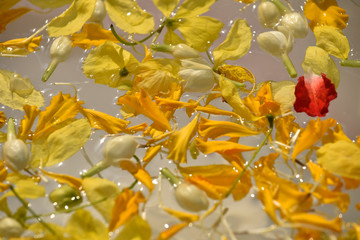 Obraz premium Mixed flower is floating on water