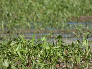 on the surface of a swampy lake
