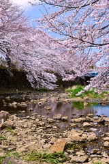 Obraz na płótnie Canvas 恩田川の桜