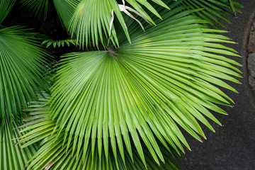 Fototapeta premium Green leaves of sugar palm