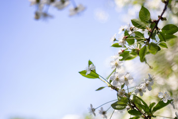 Blossoming of cherry flowers in spring time with green leaves, macro, frame