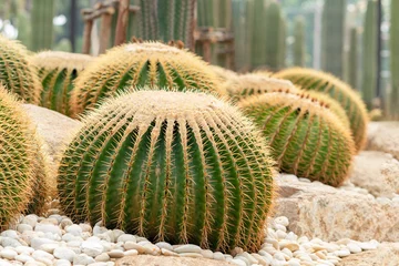Foto auf Acrylglas Echinocactus grusonii oder ein goldener Eimer. Ein wunderschönes Kaktusgarten-Arrangement. © kokotewan