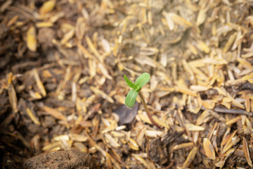 Cannabis seedlings that are sprouting in seed bags.