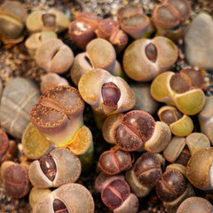 Lithops Living stone , Cactus