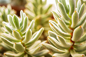Blurred background images of succulents, macro