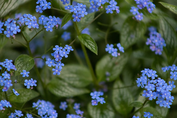 Small blue flowers Brunner macrophiles bloom in the spring garden.