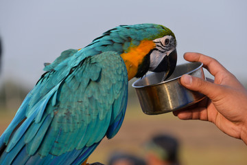 A colorful macaw is drinking water from a hand