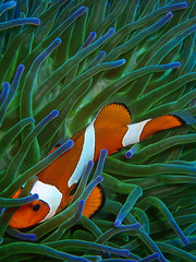 Closeup and macro shot of Western Clownfish or Anemonefish during leisure dive in Tunku Abdul...