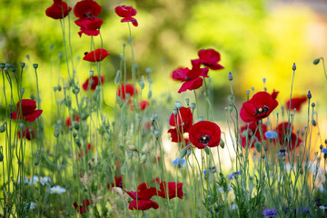 Naklejka premium Sommer Garten mit Klatschmohn, Kornblumen buntes Sommer Gefühl