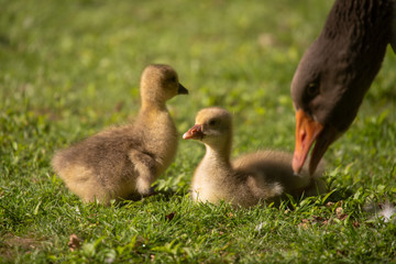 Gänse Mama kümmert sich um die kleinen  Küken auf der Wiese