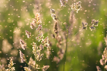 Flowering grass in the field on a blurred green background.  Falling grass seeds.