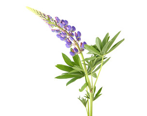 Fototapeta na wymiar Blue lupine flower isolated on white background. Violet natural meadow wildflower lupinus. 